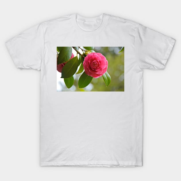 Spring Camellia T-Shirt by kchase